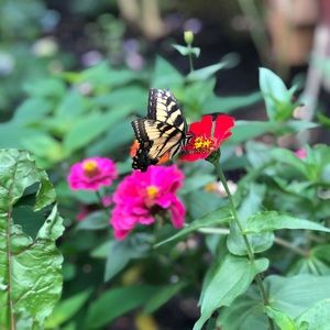 Meet your Posher, Ciearra